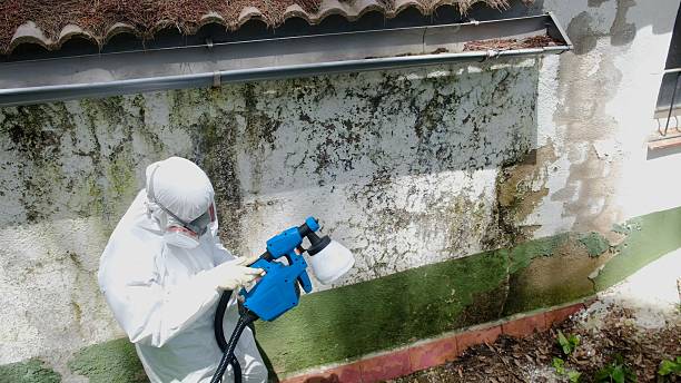 Trusted Attic Mold Removal service in Highland Park, NJ - Cheap Mold Removal